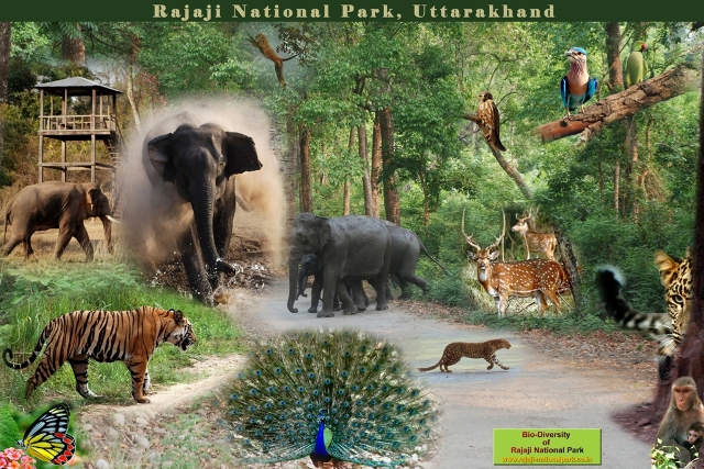 Bio-diversity of Rajaji National Park