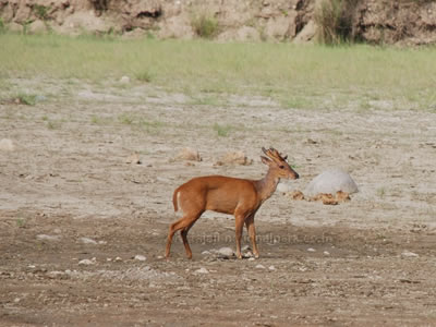 Barking Deers