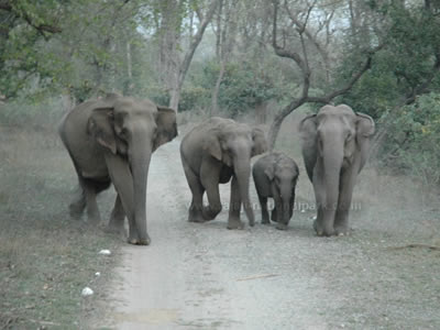 Asian Elephant