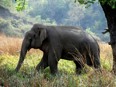 Asian Elephant