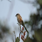 Lanius schach (Long-tailed Shrike)