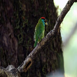 Megalaima asiatica (Blue-throated Barbet)