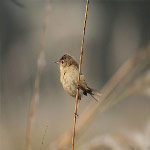 Prinia inornata (Plain Prinia).