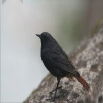 Rhyacornis fuliginosus (Plumbeous Water Redstart)