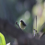 Sunbird (Female)