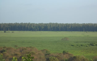 Jhilmil Jheel, rajaji national park