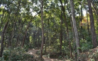 sal forest rajaji national park sal forest rajaji national park