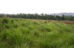 grassland savana forest rajaji national park grassland savana forest rajaji national park